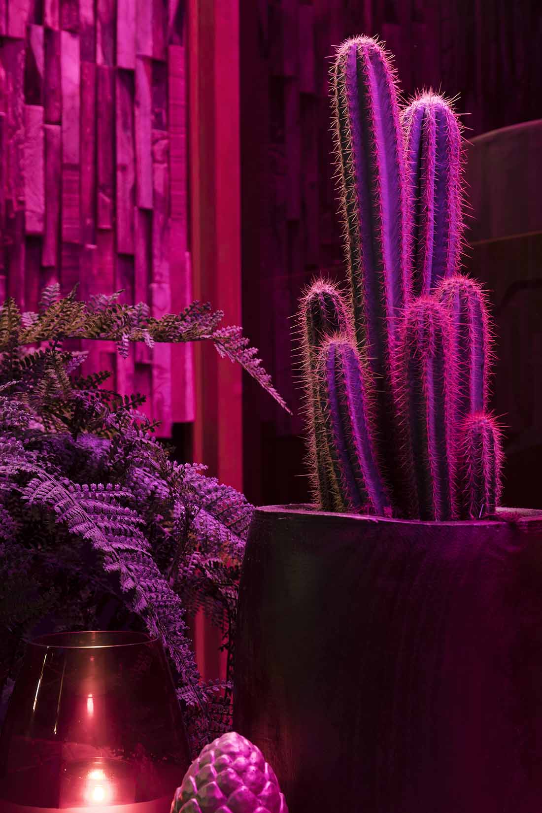 Urban Jungle volledig overzicht wellness suite